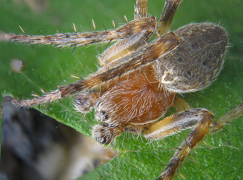 Maschietto di  Larinioides sp. - Bardello (VA)